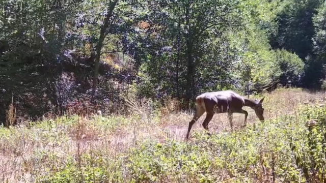 Bolu'da milli parkta kızılgeyik fotokapanla görüntülendi