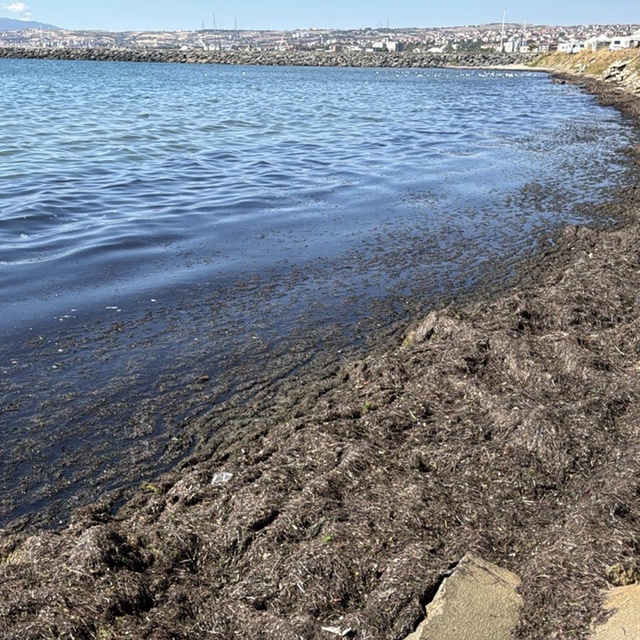 Tekirdağ kıyılarını yosun kapladı