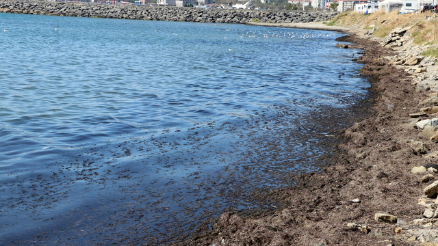 Tekirdağ'da poyraz nedeniyle sahilin bir kısmı kırmızı yosunla kaplandı