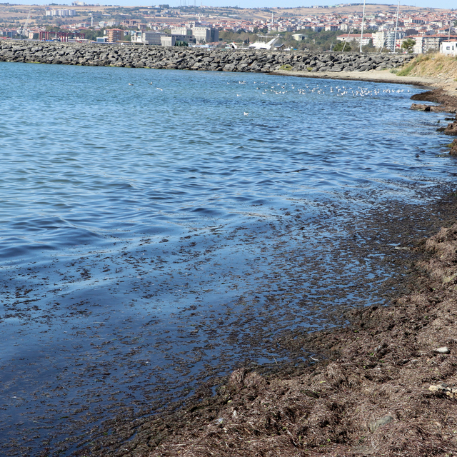 Tekirdağ'da poyraz nedeniyle sahilin bir kısmı kırmızı yosunla kaplandı