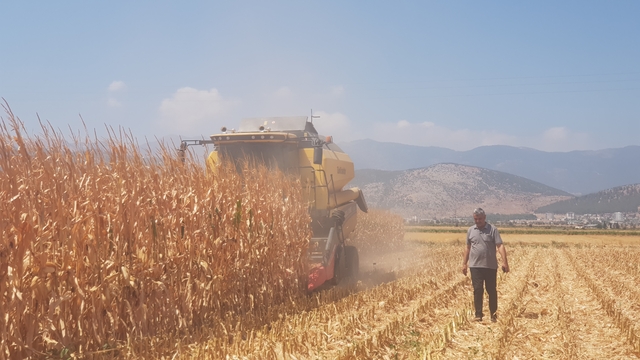 Gaziantep'te yağlık mısır hasadı başladı