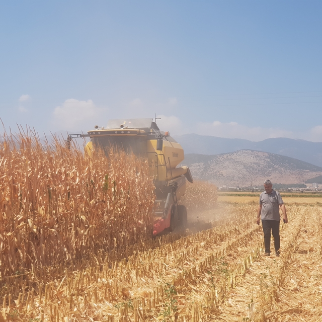 Gaziantep'te yağlık mısır hasadı başladı
