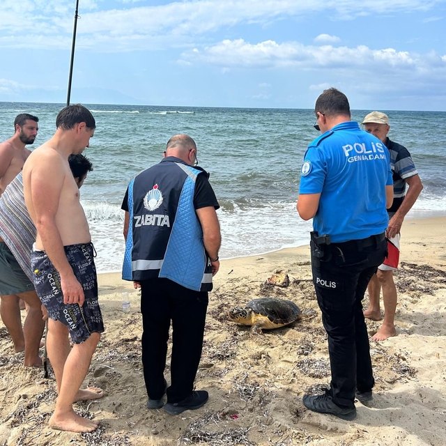 Yaralı caretta caretta tedaviye alındı