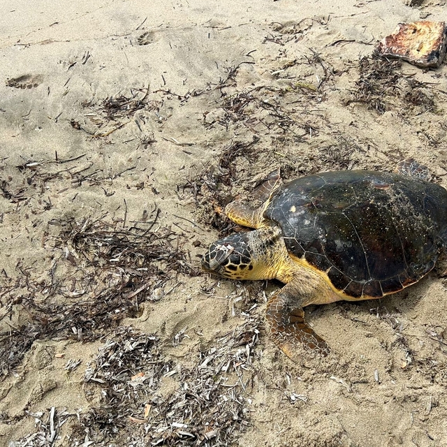 Edirne'de yaralı bulunan caretta caretta tedaviye alındı