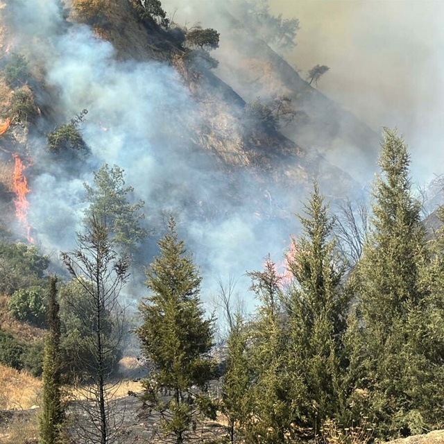 Aydın Efeler'de orman yangını