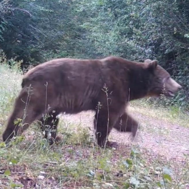 Bolu Yedigöller'de ayı ve geyikler fotokapanla görüntülendi