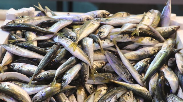 Rize'de balıkçı tezgahlarında istavrit yoğunluğu yaşanıyor