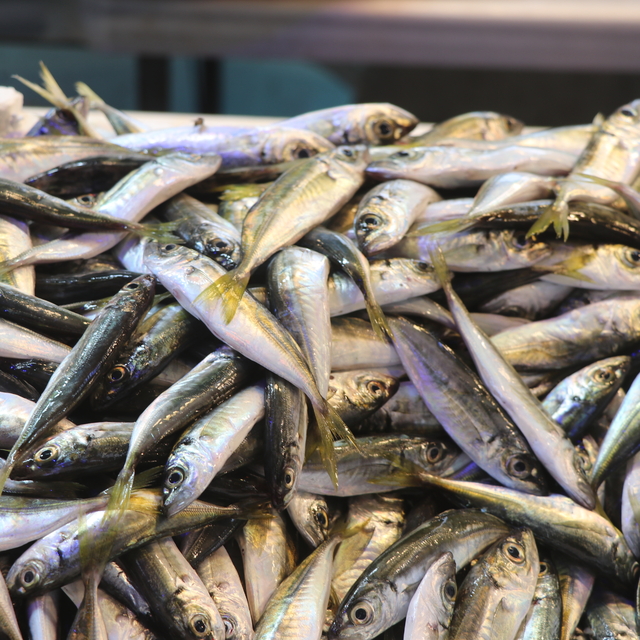 Rize'de balıkçı tezgahlarında istavrit yoğunluğu yaşanıyor