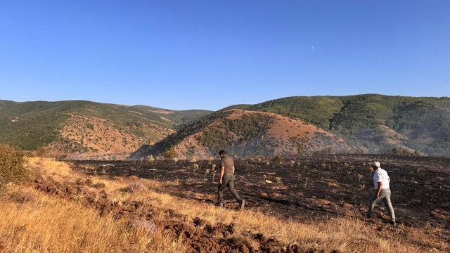 Tokat'ta çıkan orman yangınında 2 hektarlık alan zarar gördü
