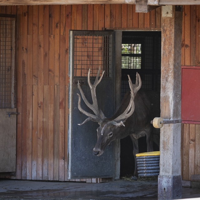 İzmir'de fabrika bahçesinde yaralı bulunan kızıl geyik, iyileşerek sürüsüne...