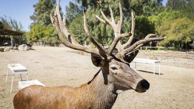 İyileşen kızılgeyik 'Paşa', yeni yuvasında