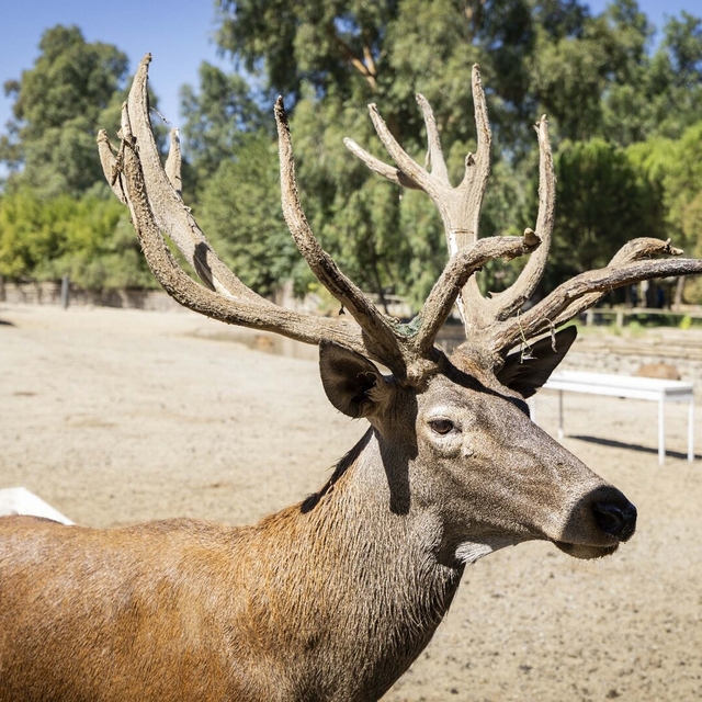 İyileşen kızılgeyik 'Paşa', yeni yuvasında