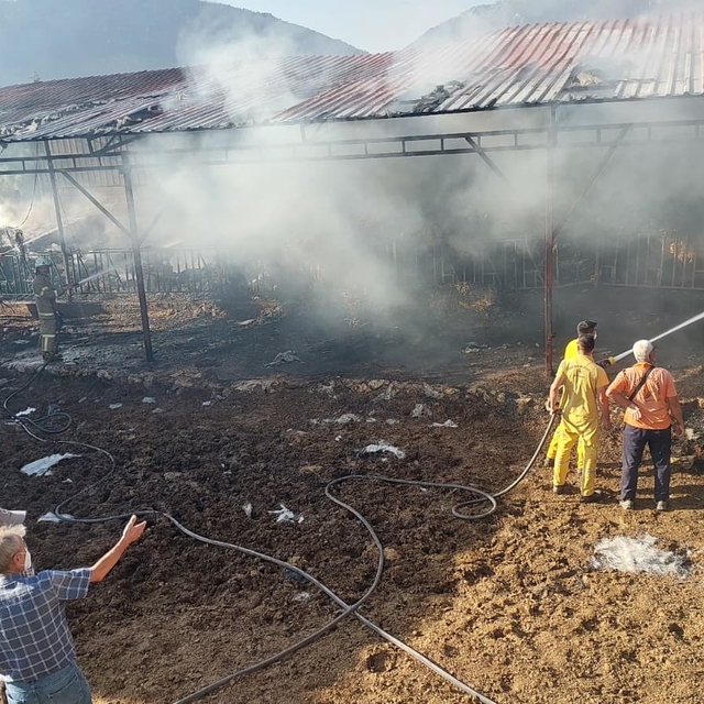 Burdur'da çıkan yangında 2 inek, 2 buzağı telef oldu