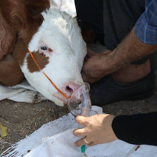 Solunum sıkıntısı yaşayan buzağıya "bebek" bakımı