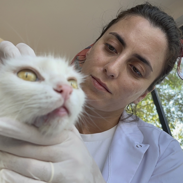 Kulakları kesilmiş olarak bulunan kedi 'Sütlaç'a, tedavisinin ardından yuva...