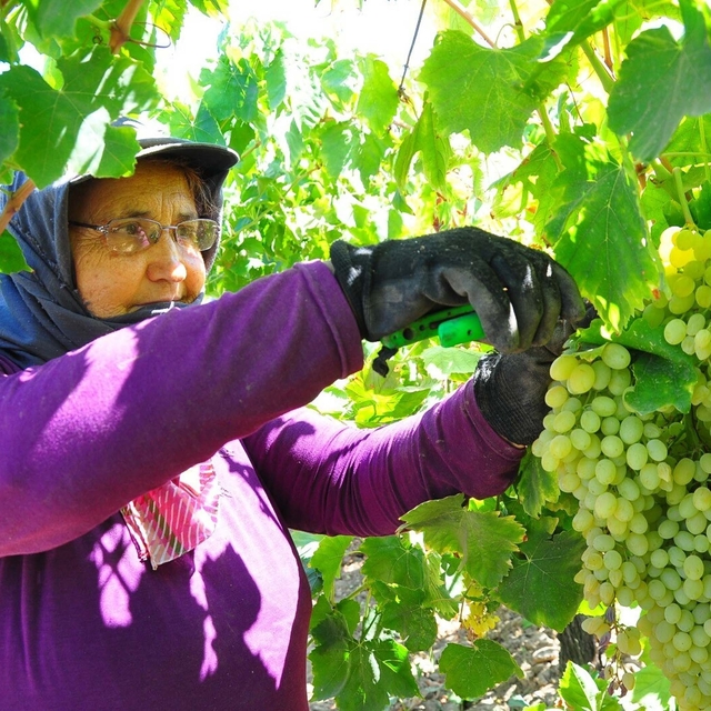 Manisa Ovası'nda Sultaniye üzümünün hasadı sürüyor