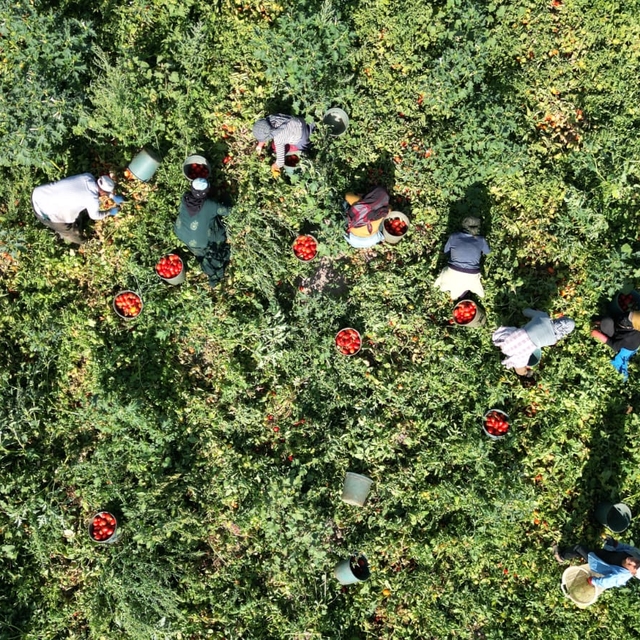 Kayseri'de salçalık domates hasadı başladı