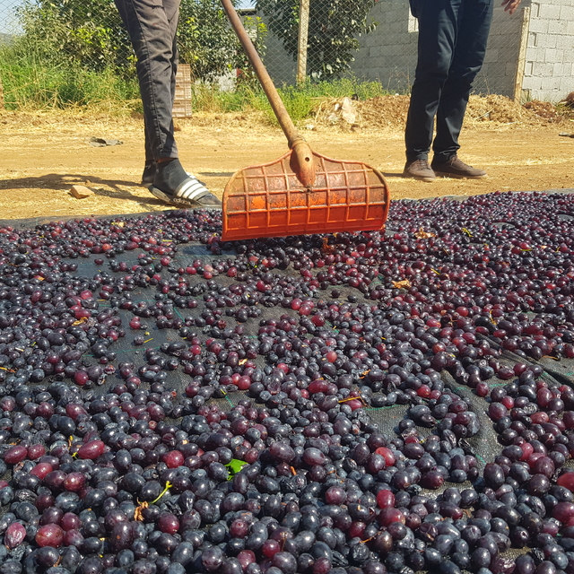 Gaziantep'in tescilli üzümleri kurutularak kışa hazırlanıyor