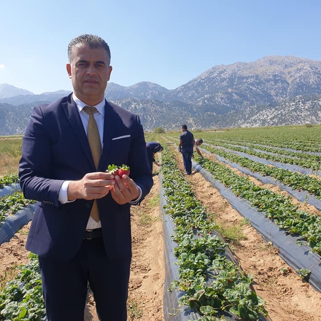 Gembos Ovasında çilek destekleriyle artan üretimle üreticinin yüzü güldü