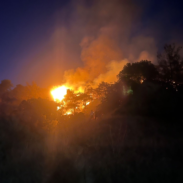 Aydın'da zeytinlik yangını