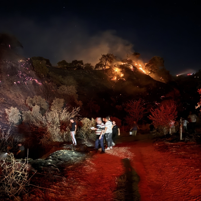 Aydın'da zeytinlik yangını (2)