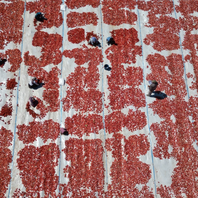 Erciyes'in eteklerinde kurutulan domatesler 9 ülkeye ihraç ediliyor