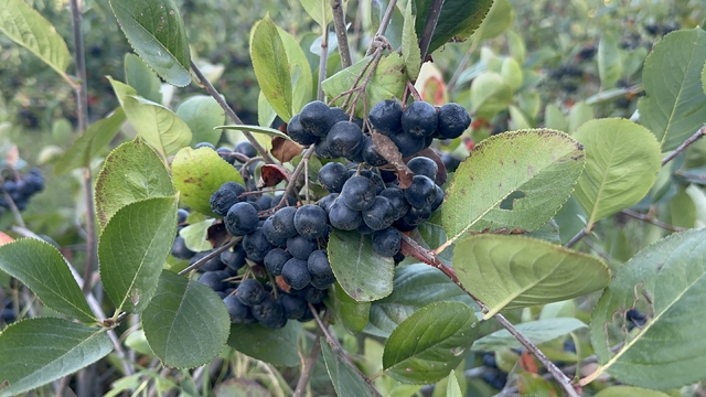 Yalova'da aronya hasadında 250 ton rekolte bekleniyor