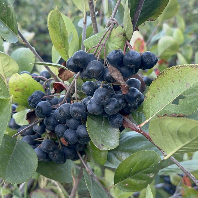 Yalova'da aronya hasadında 250 ton rekolte bekleniyor