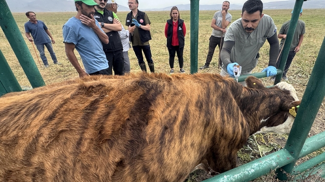 Ardahan'da 367 bin büyükbaş hayvanın yüzde 70'ine şap aşısı yapıldı