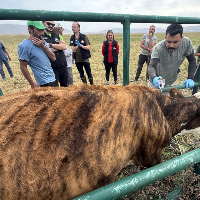 Ardahan'da 367 bin büyükbaş hayvanın yüzde 70'ine şap aşısı yapıldı