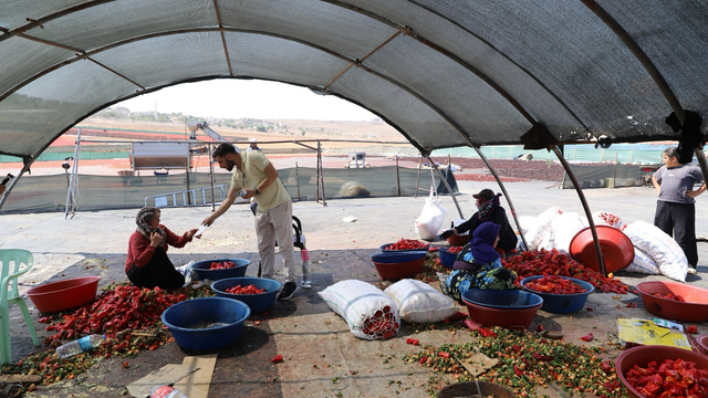 Şanlıurfa'da mevsimlik tarım işçilerine mobil sağlık hizmeti sunuluyor