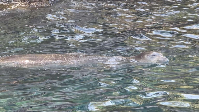 Fethiye'de nesli tükenme tehlikesindeki Akdeniz foku görüntülendi