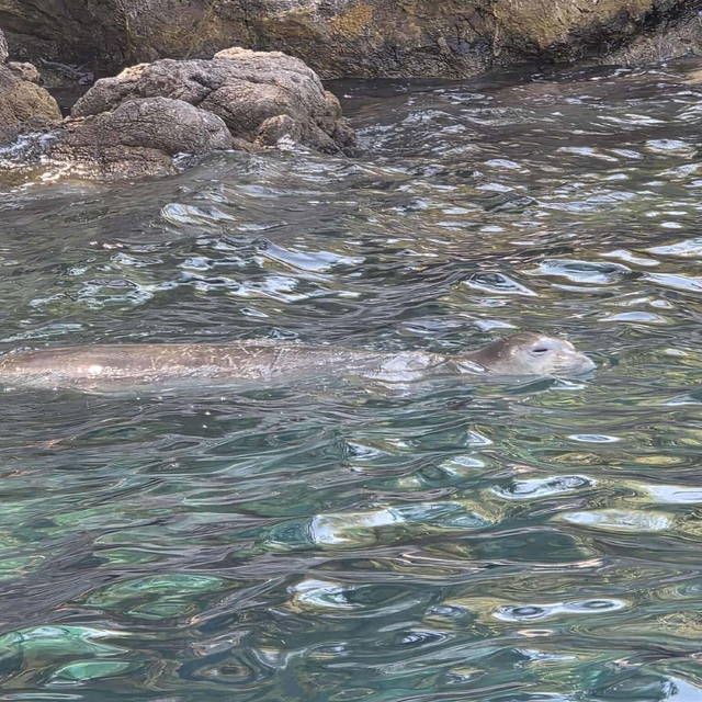 Fethiye'de nesli tükenme tehlikesindeki Akdeniz foku görüntülendi