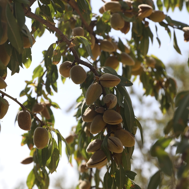 Diyarbakır'da badem hasadı etkinliği yapıldı