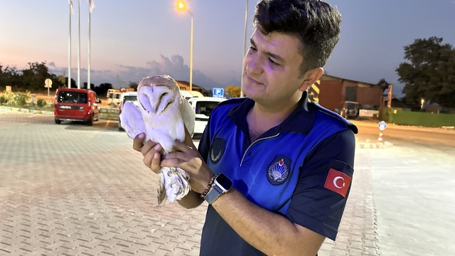 Sinop'ta yaralı peçeli baykuş koruma altına alındı