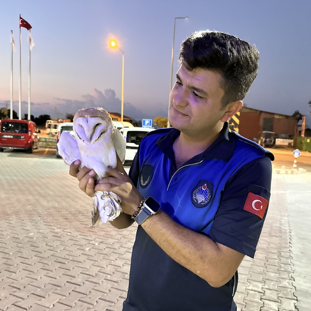 Sinop'ta yaralı peçeli baykuş koruma altına alındı