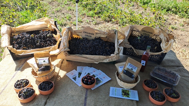 Sakarya'nın 12 ilçesinde yetiştirilen aronyada hasat zamanı