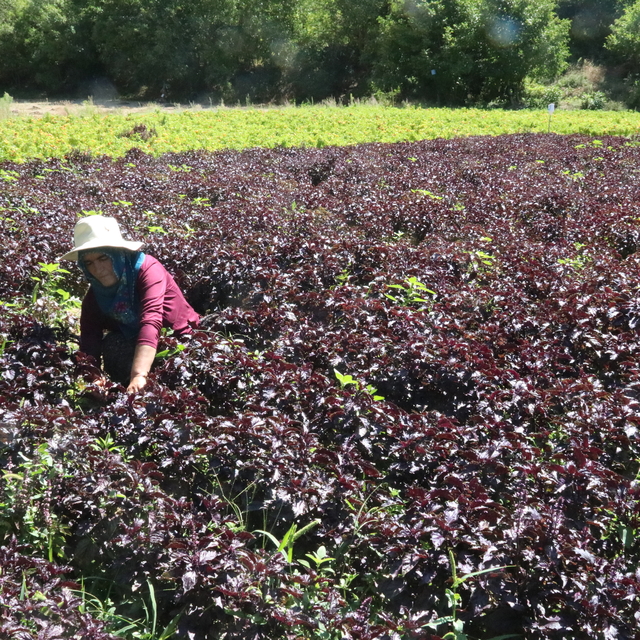Arapgir'in tescilli mor reyhanında ve köhnü üzümünde hasat yapılıyor