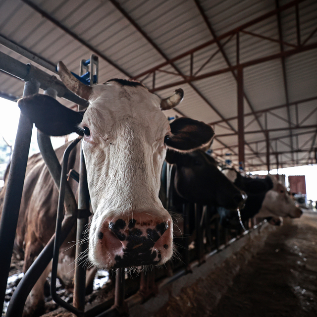 Şap hastalığına karşı karantina tedbiri uygulanan Mersin'de "aşılama timler...