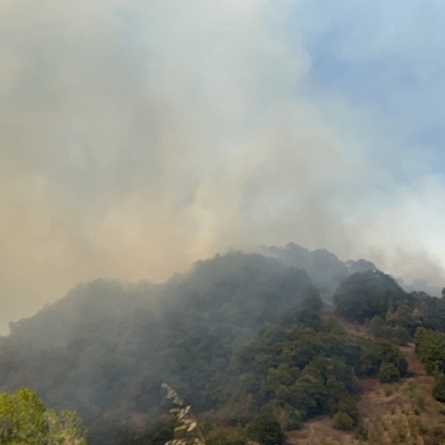 Düzce'de orman yangını