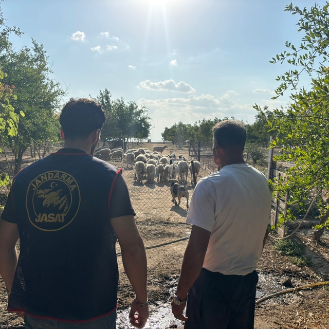 Tekirdağ'da çiftlikteki koyunları çalan şüpheli tutuklandı
