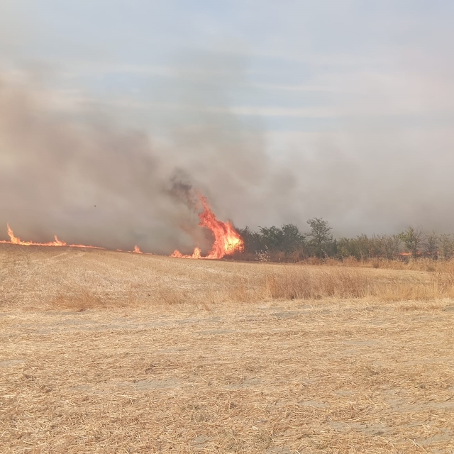 Edirne'de anızda çıkıp ağaçlık alana sıçrayan yangın söndürüldü