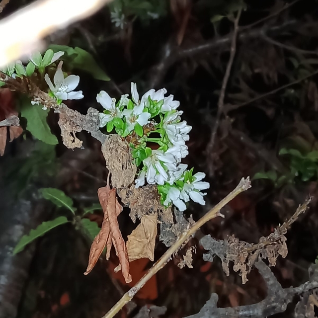 Tokat'ta kiraz ağaçları çiçek açtı