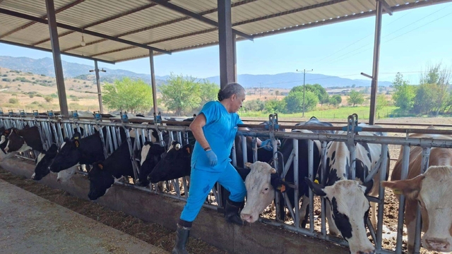 Kuyucak ve Nazilli'de şap karantinası