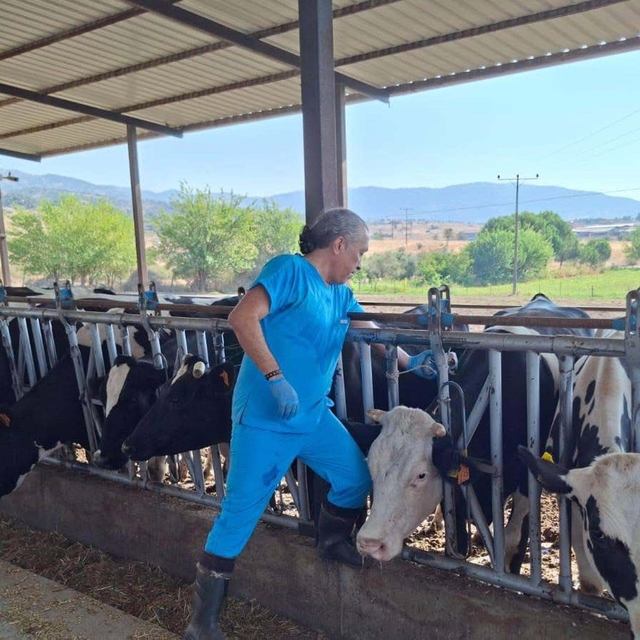 Kuyucak ve Nazilli'de şap karantinası