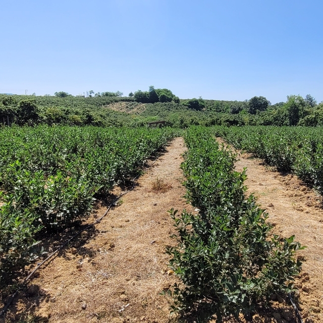 Salıpazarı'nda fındığa allternatif aronya üretimi