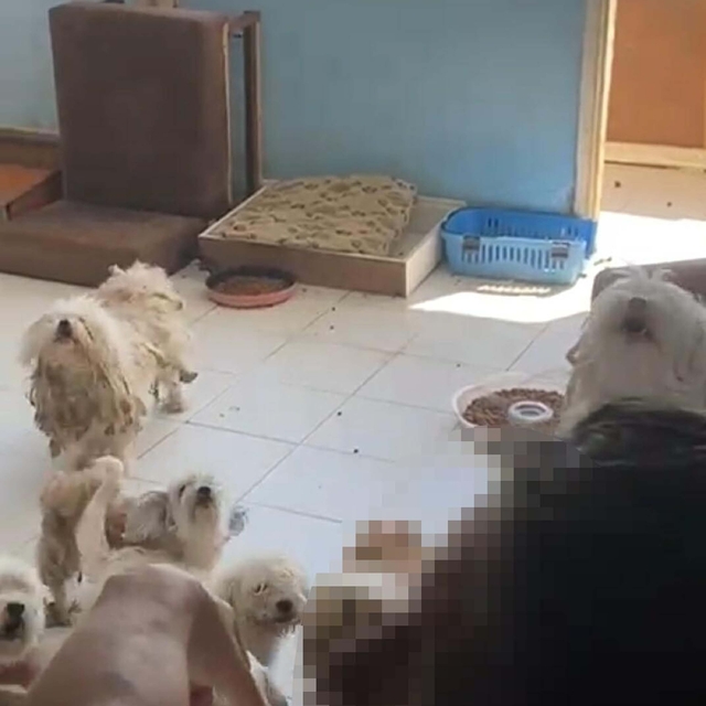 Evde tutulan 20 köpek, şikayet üzerine kurtarıldı