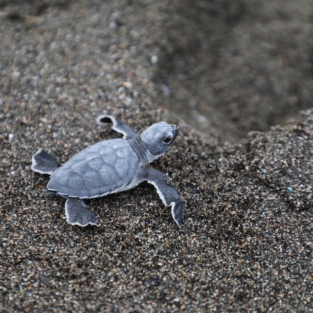 Hatay'da kum zambakları ve deniz kaplumbağalarının yuvalama alanında temizl...