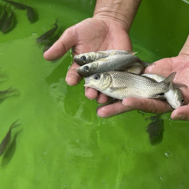 Isparta'da Eğirdir Gölü'ne 300 bin sazan yavrusu bırakılacak