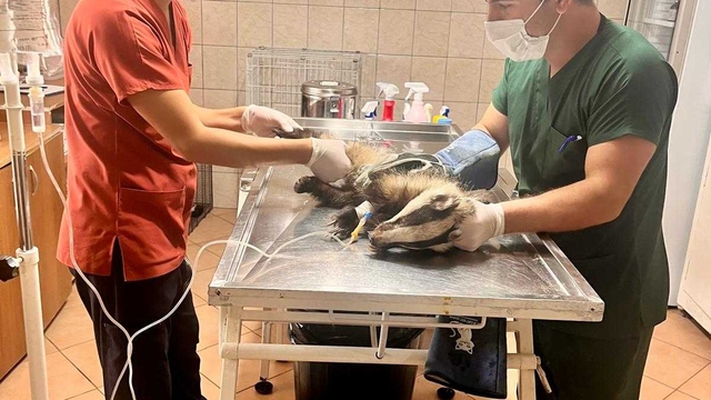 Antalya'da bir evin bahçesinde bulunan porsuk tedavi altına alındı